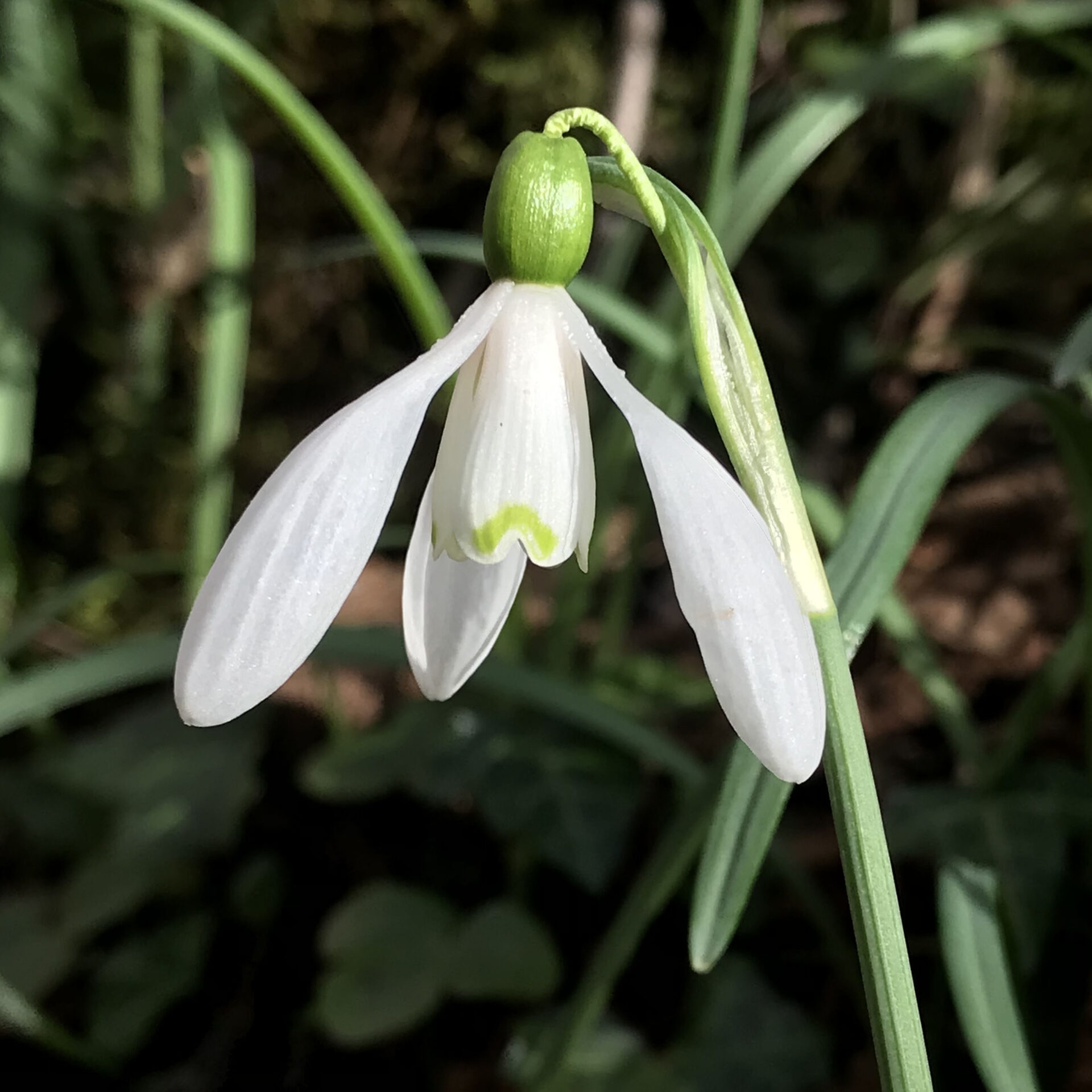 Galanthus nivalis