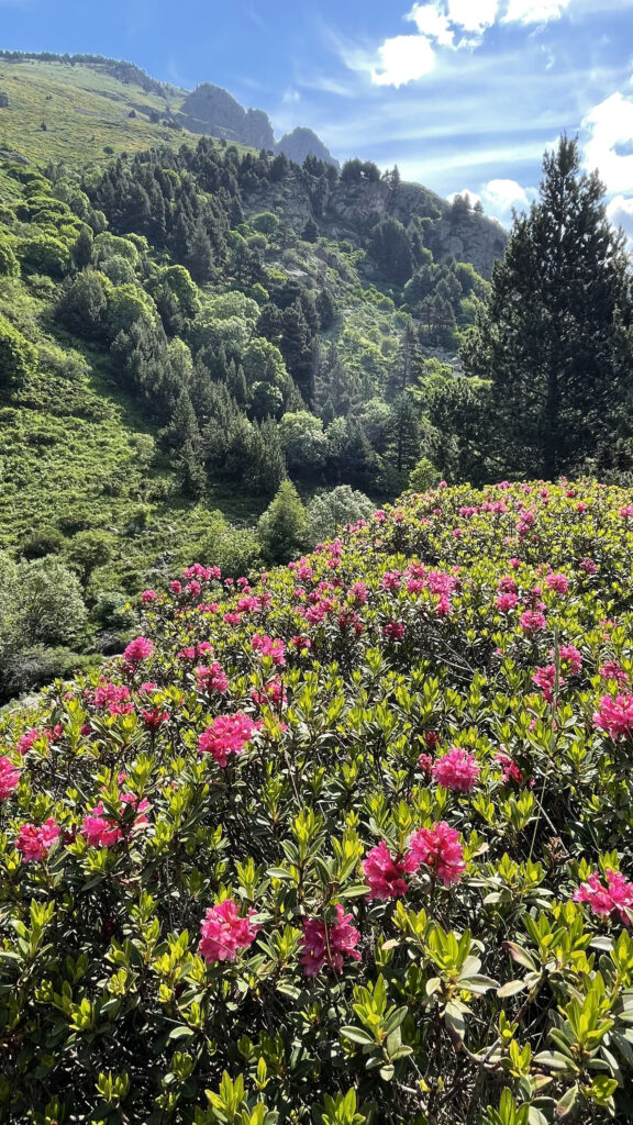 Rhododendron ferrugineum