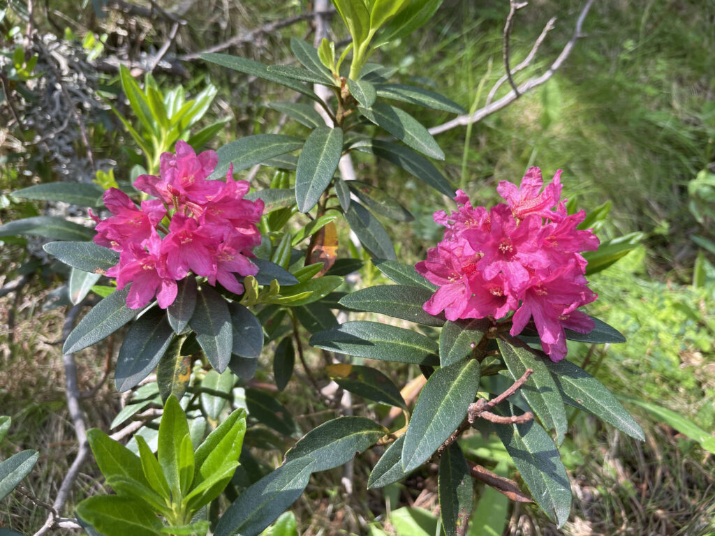 Rhododendron ferrugineum