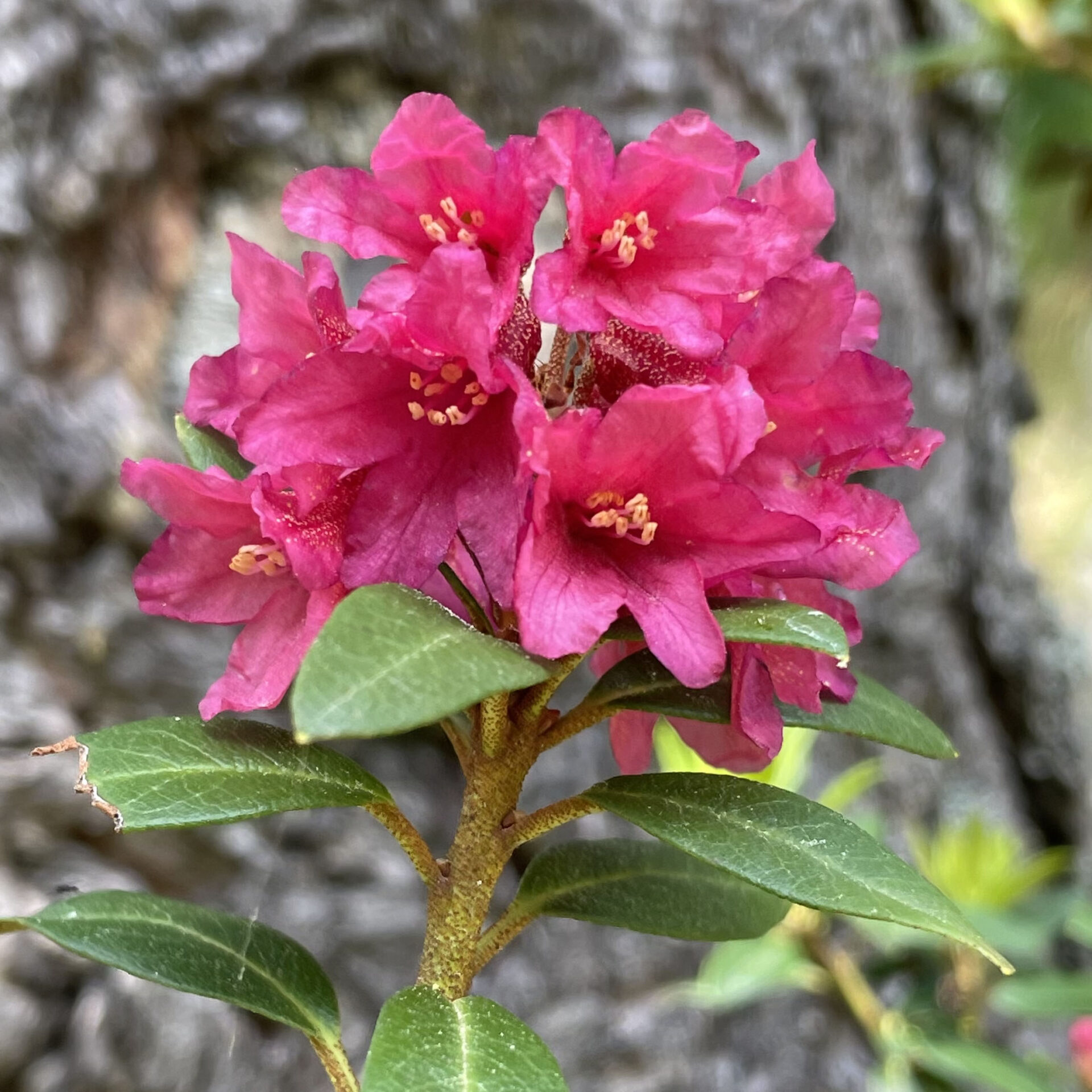 Rhododendron ferrugineum