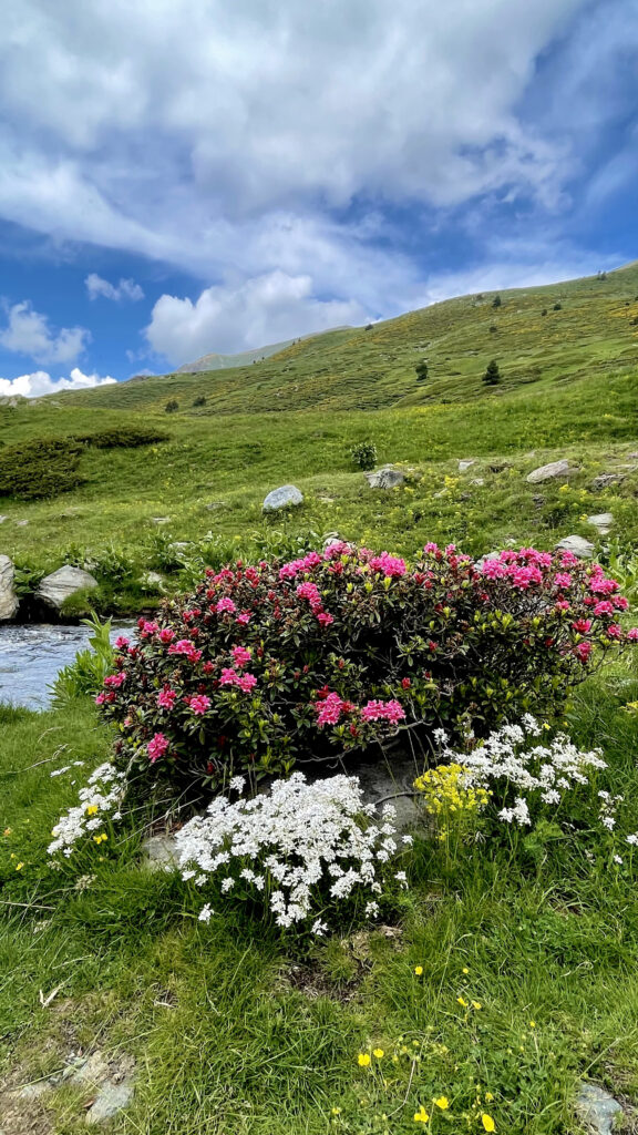 Rhododendron ferrugineum