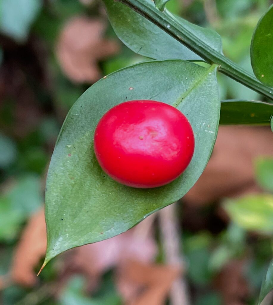 Ruscus aculeatus