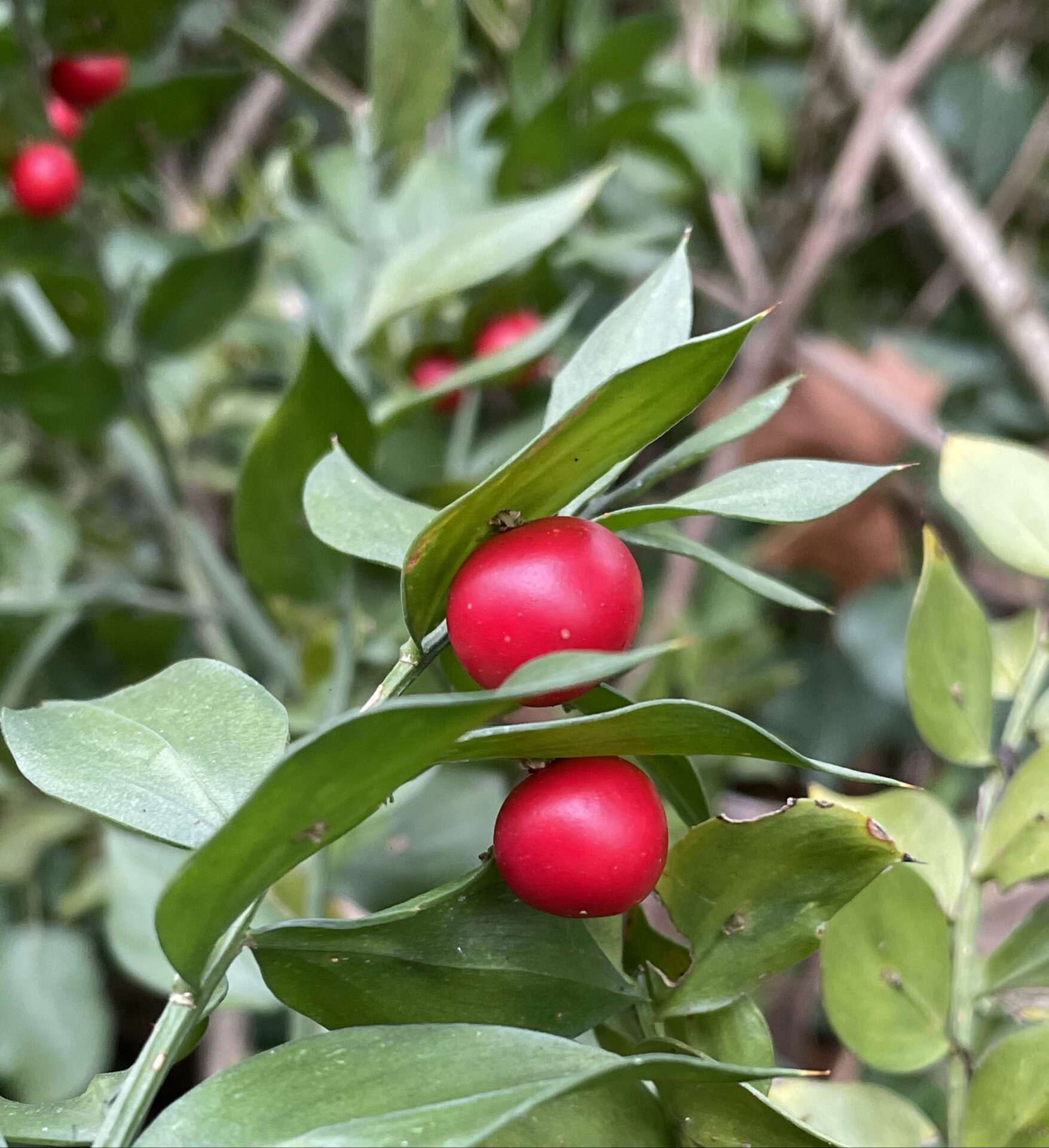 Ruscus aculeatus