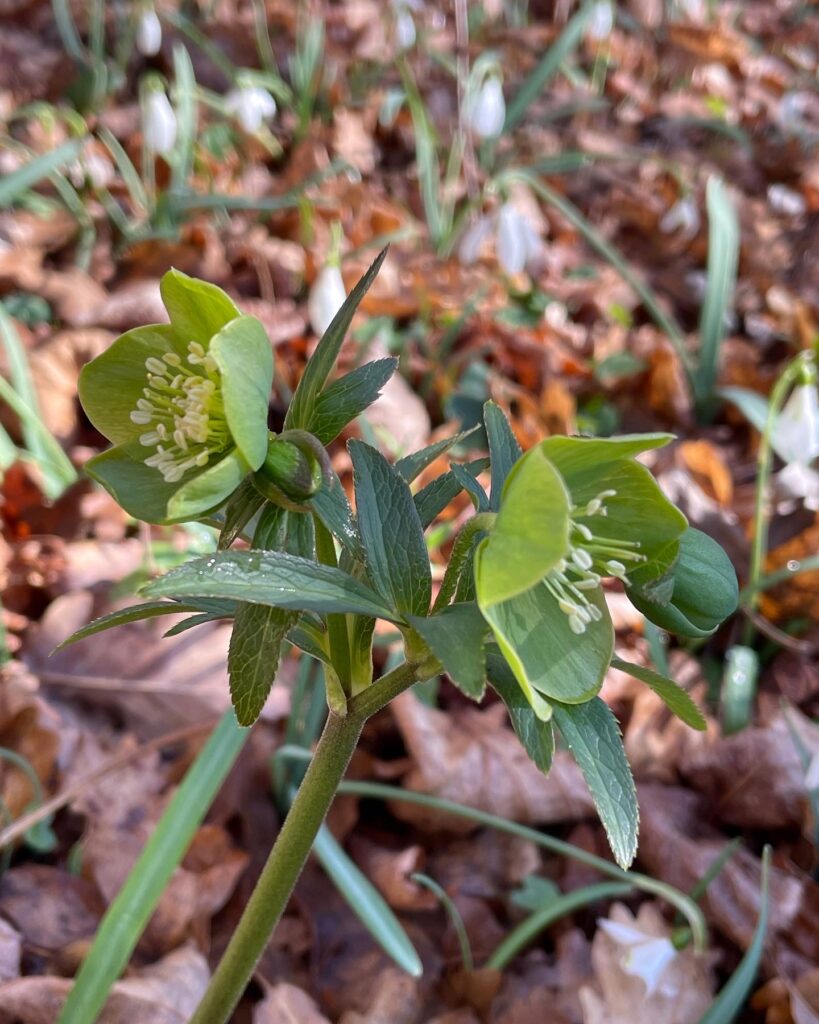 Helleborus viridis