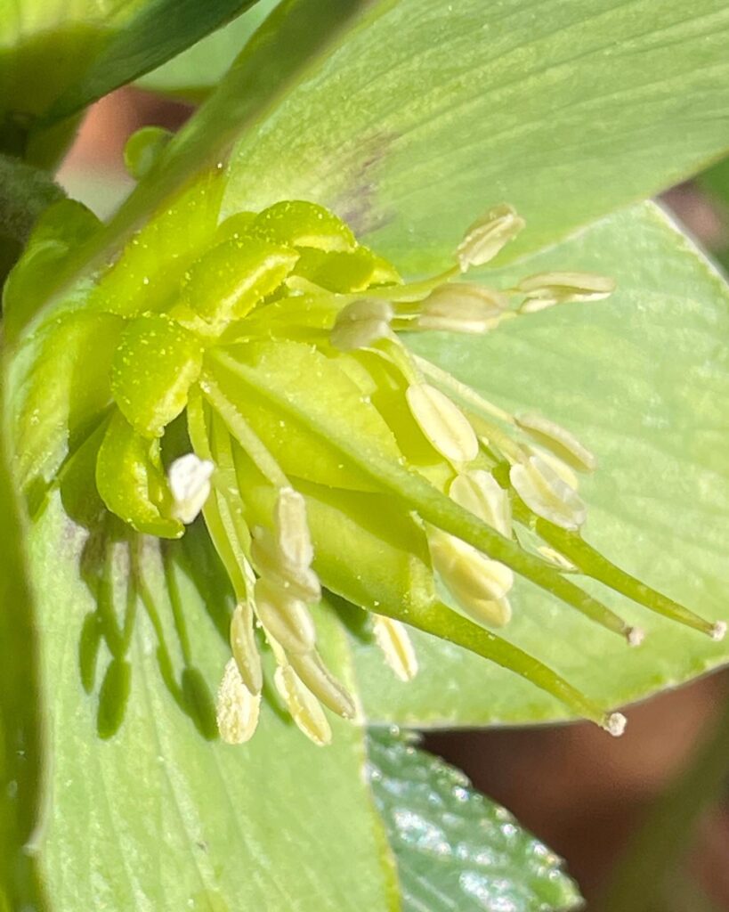 Helleborus viridis