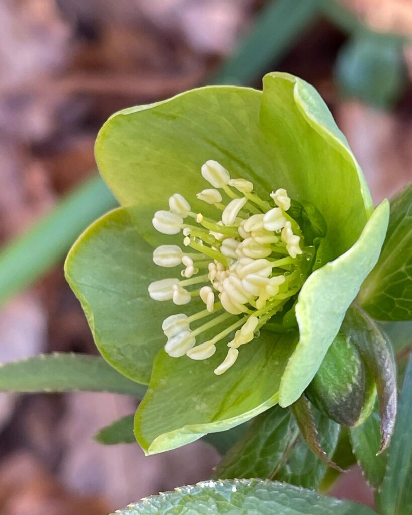 Helleborus viridis