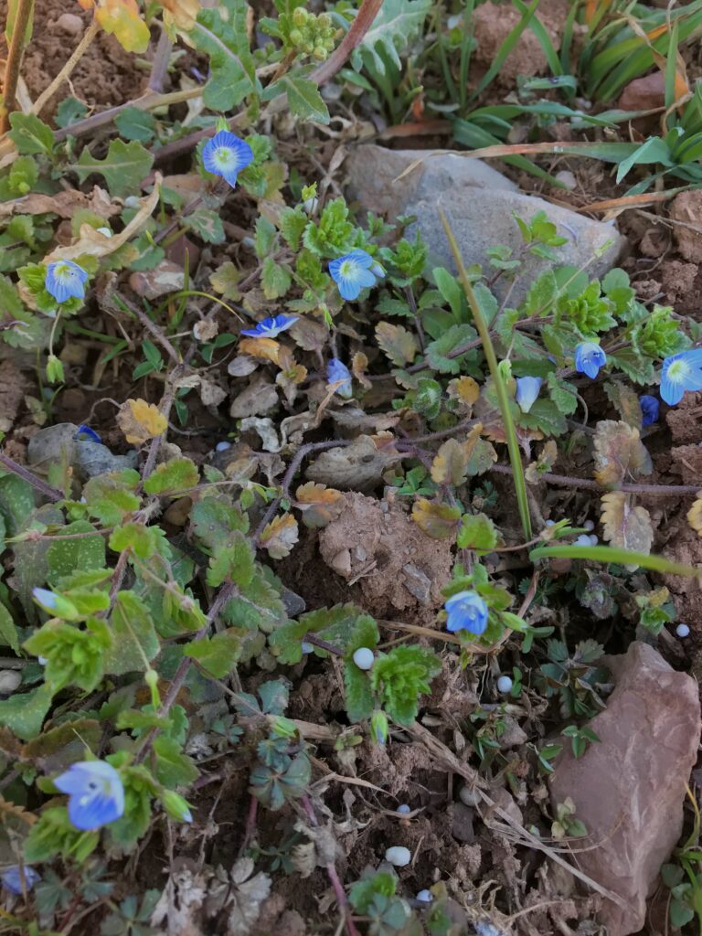 Veronica persica