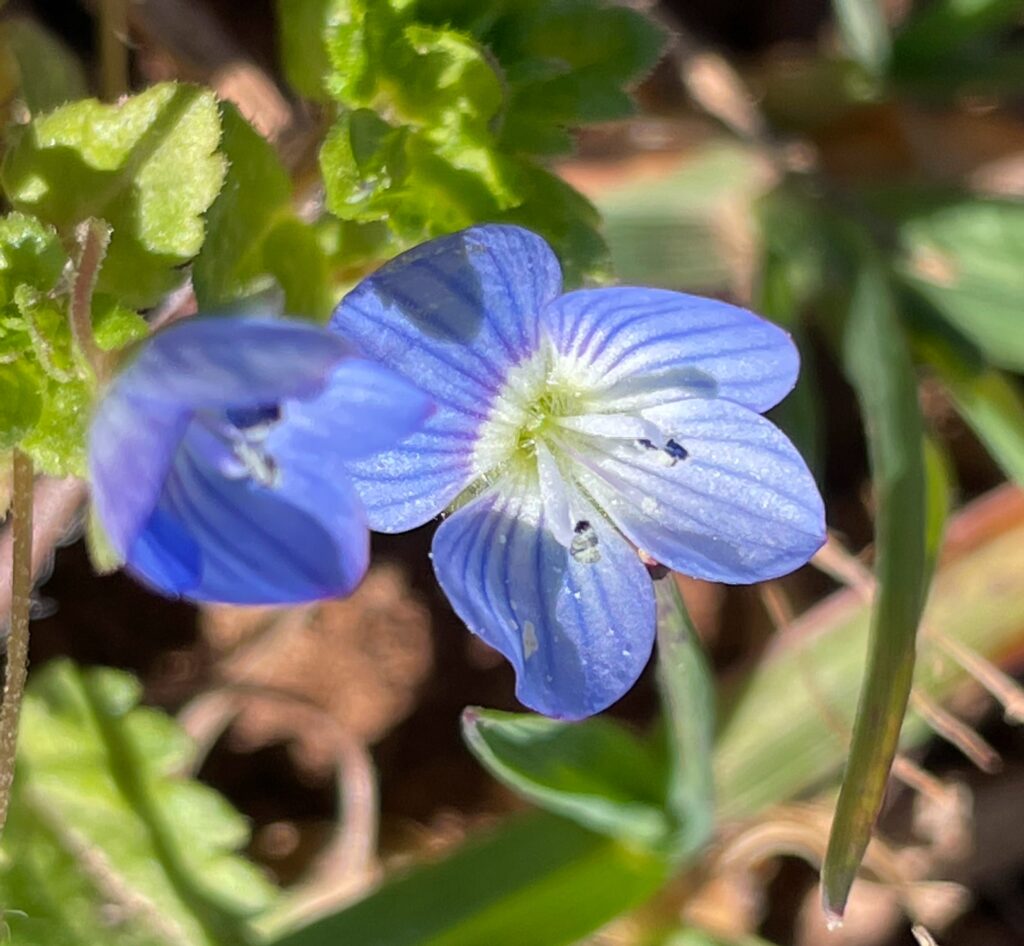 Aquesta imatge té l'atribut alt buit; el seu nom és Veronica-persica-1-1024x946.jpg