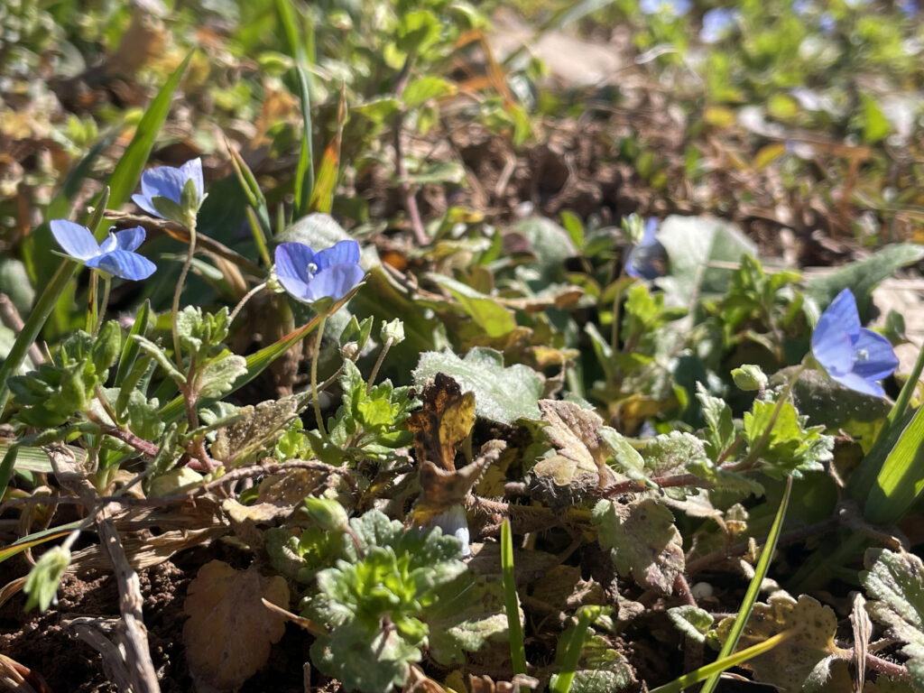 Veronica persica