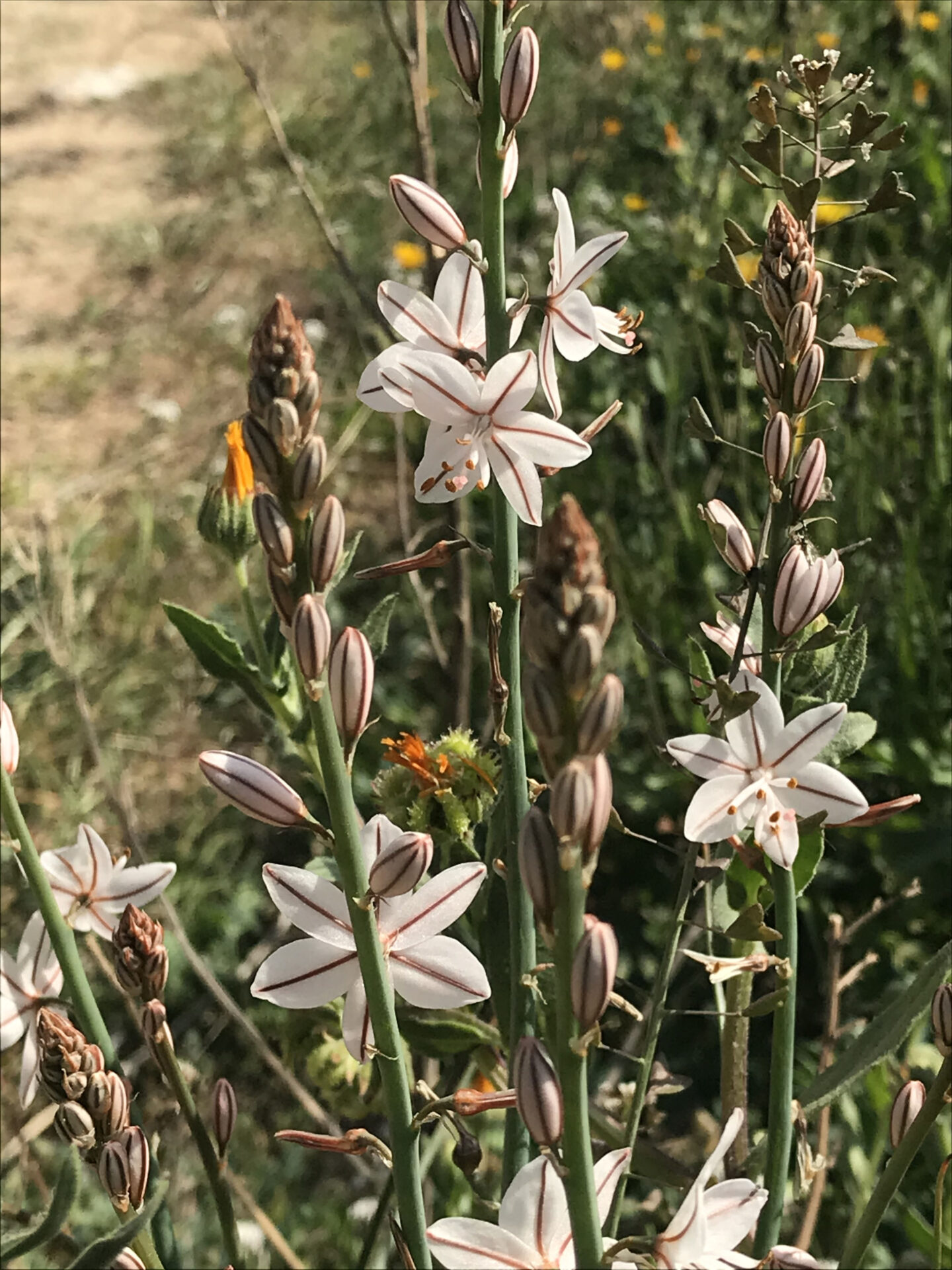 Asphodelus fistulosus