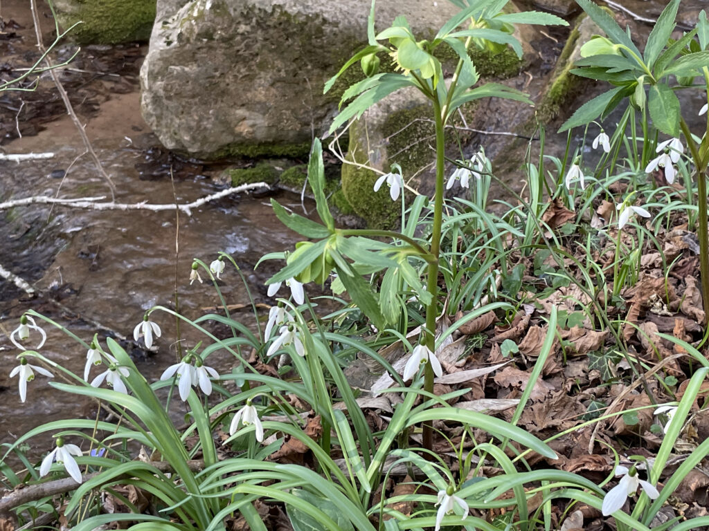 Galanthus nivalis