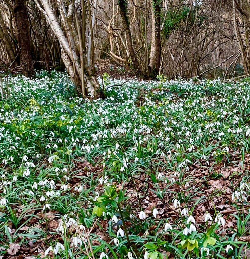 Galanthus nivalis