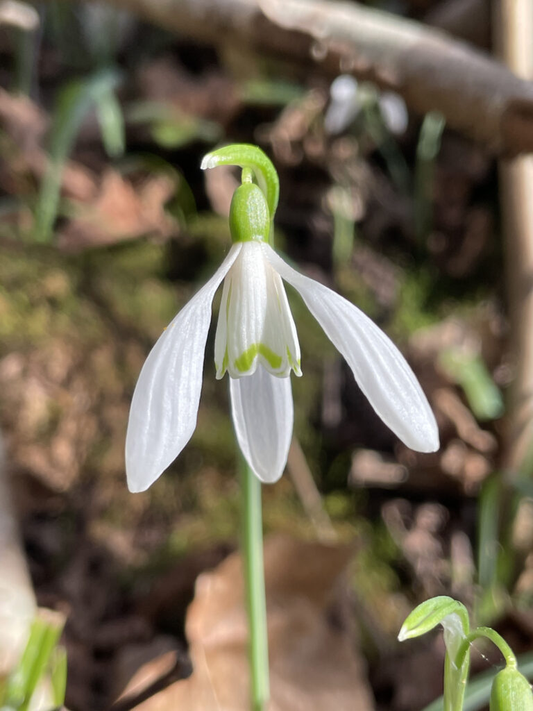 Galanthus nivalis