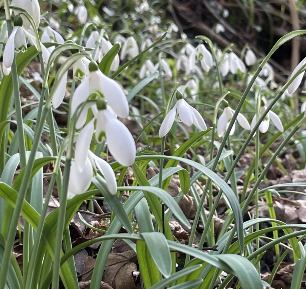 Galanthus nivalis