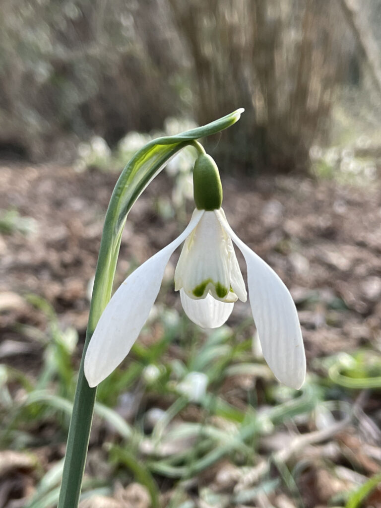 Galanthus nivalis 