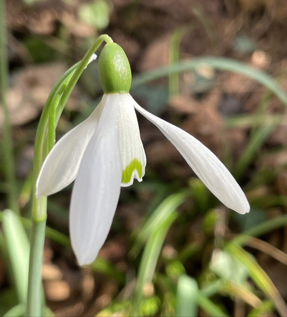 Galanthus nivalis