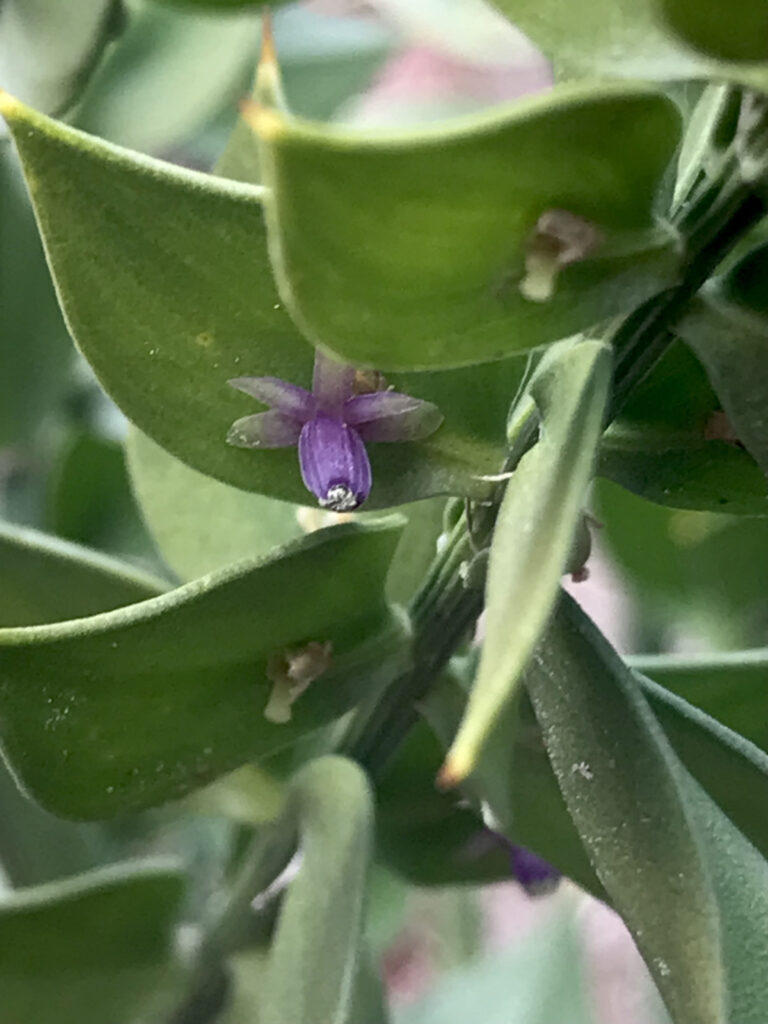 Ruscus aculeatus