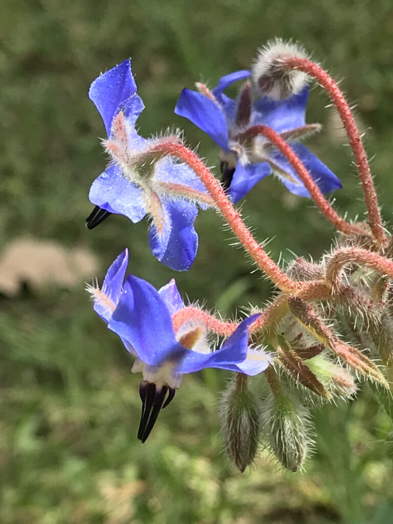 Borago officinalis 