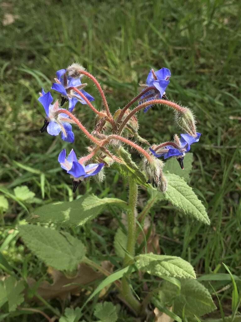 Borago officinalis