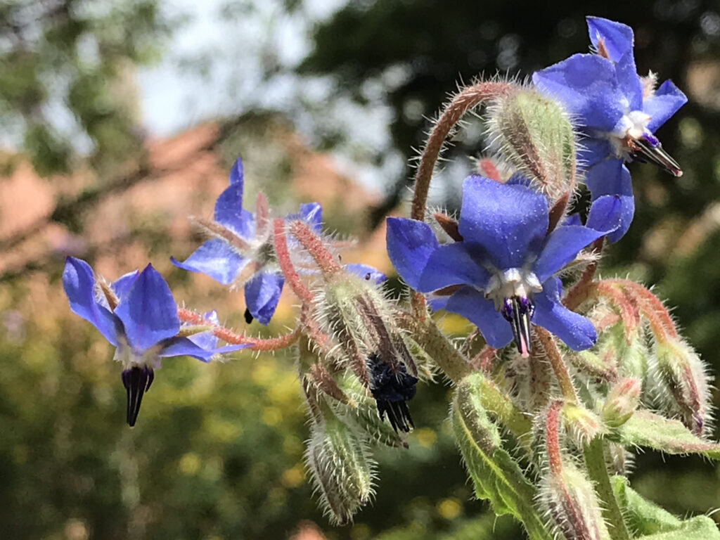 Borago officinalis