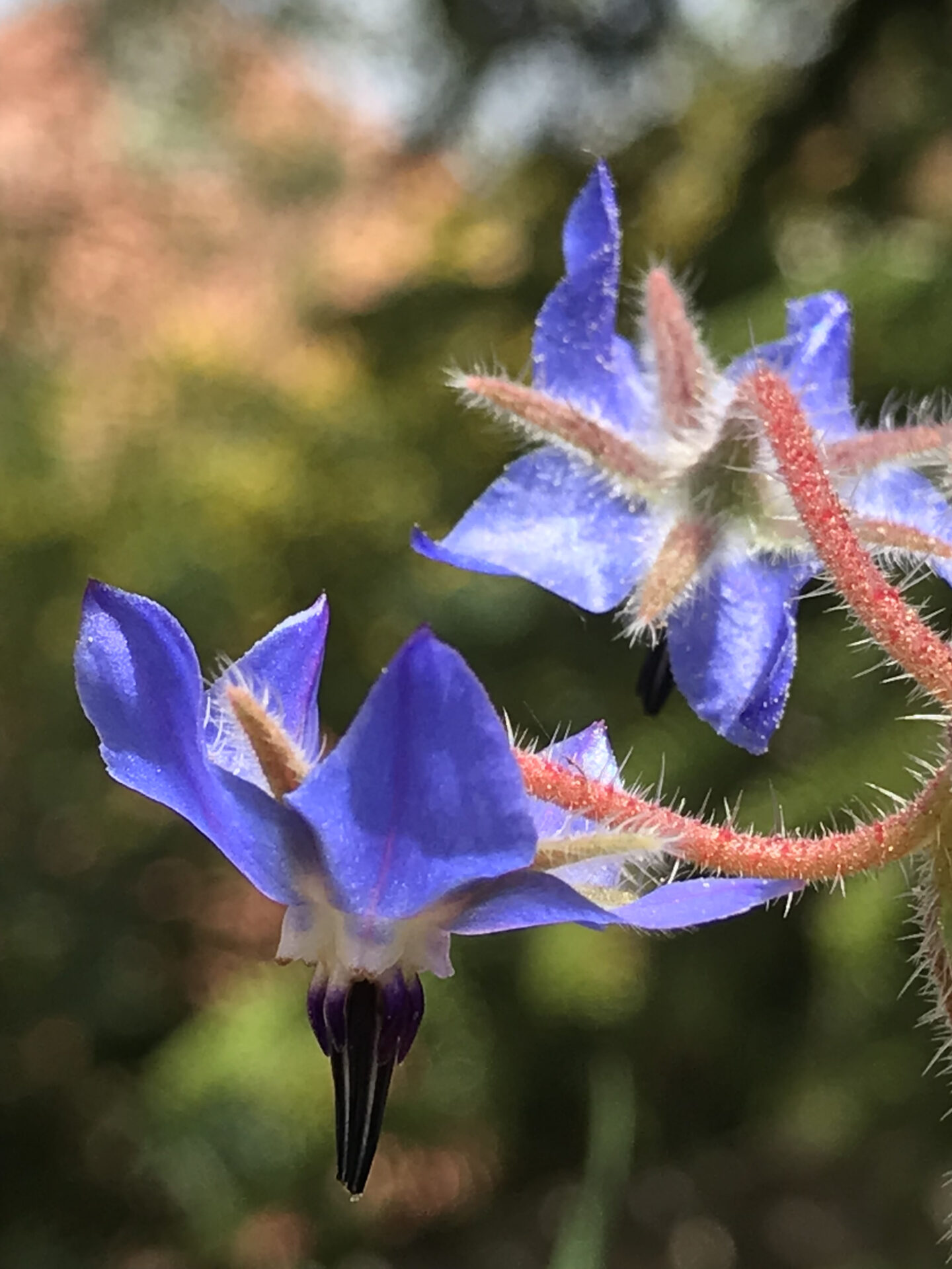 Borago officinalis