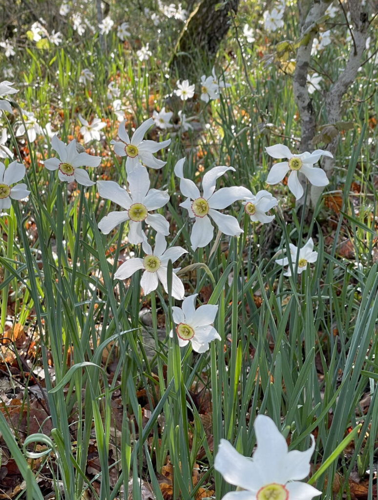 Narcissus poeticus