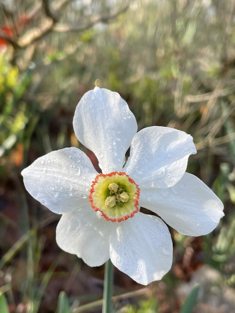 Narcissus poeticus