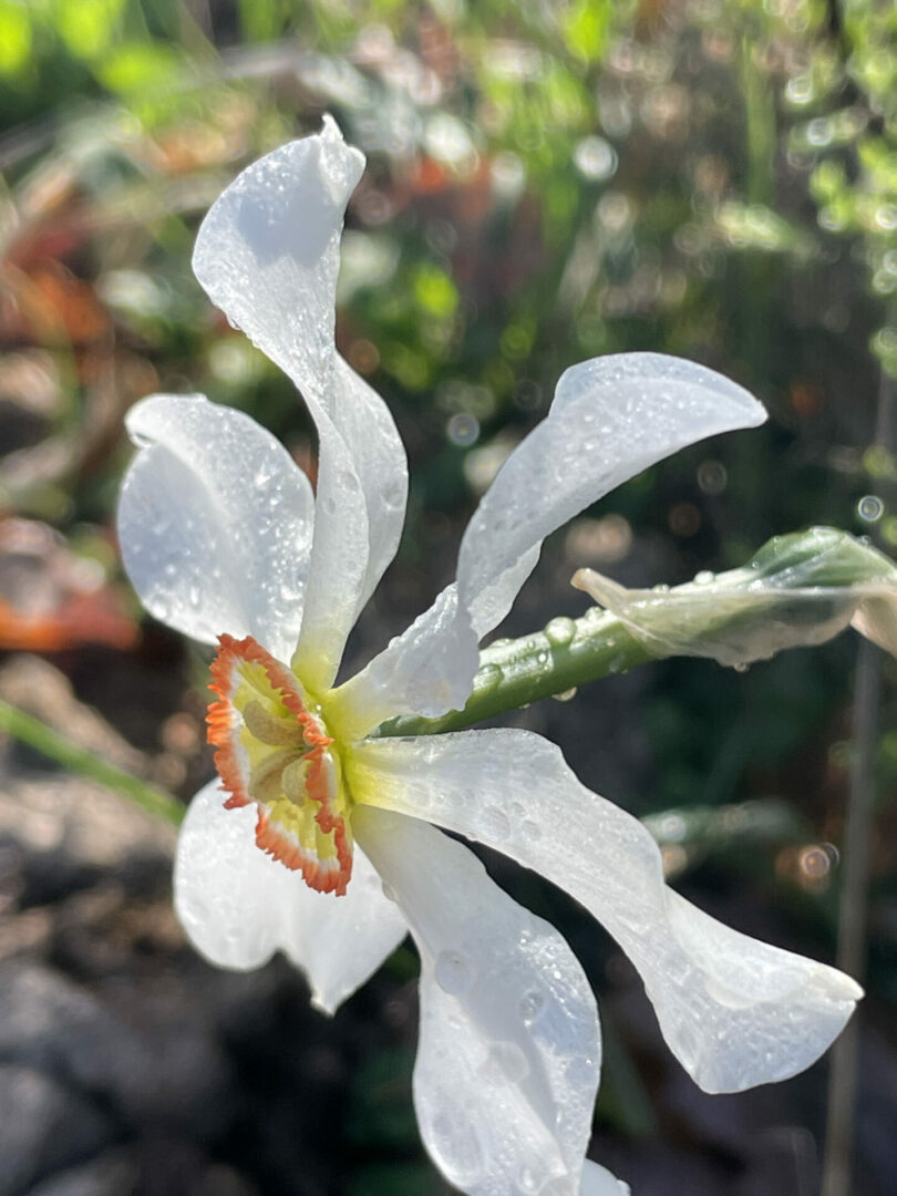 Narcissus poeticus