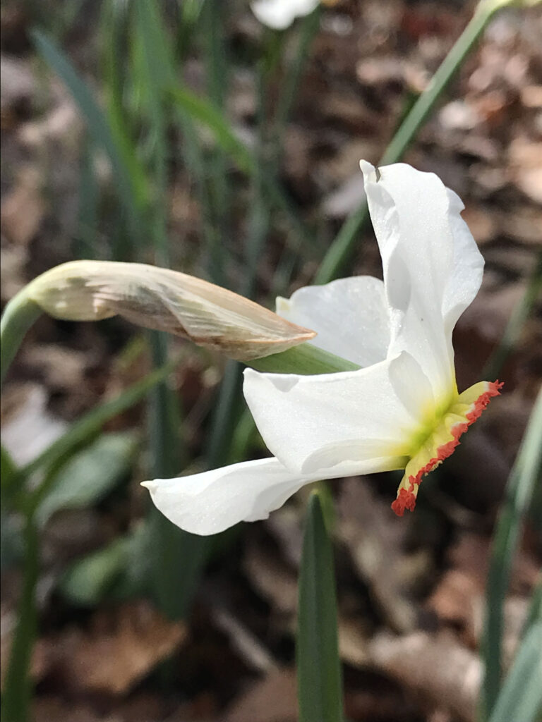 Narcissus poeticus