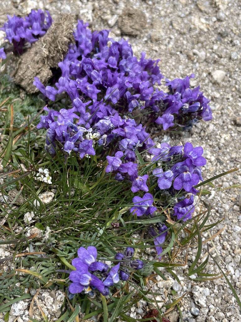 Linaria alpina