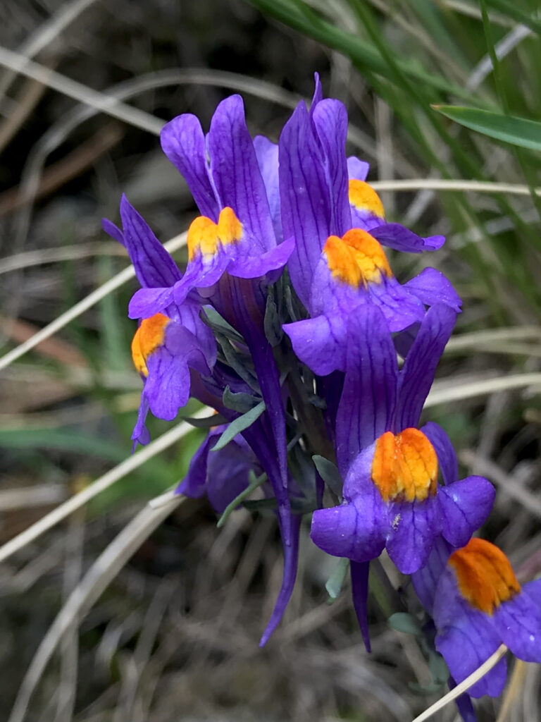 Linaria alpina