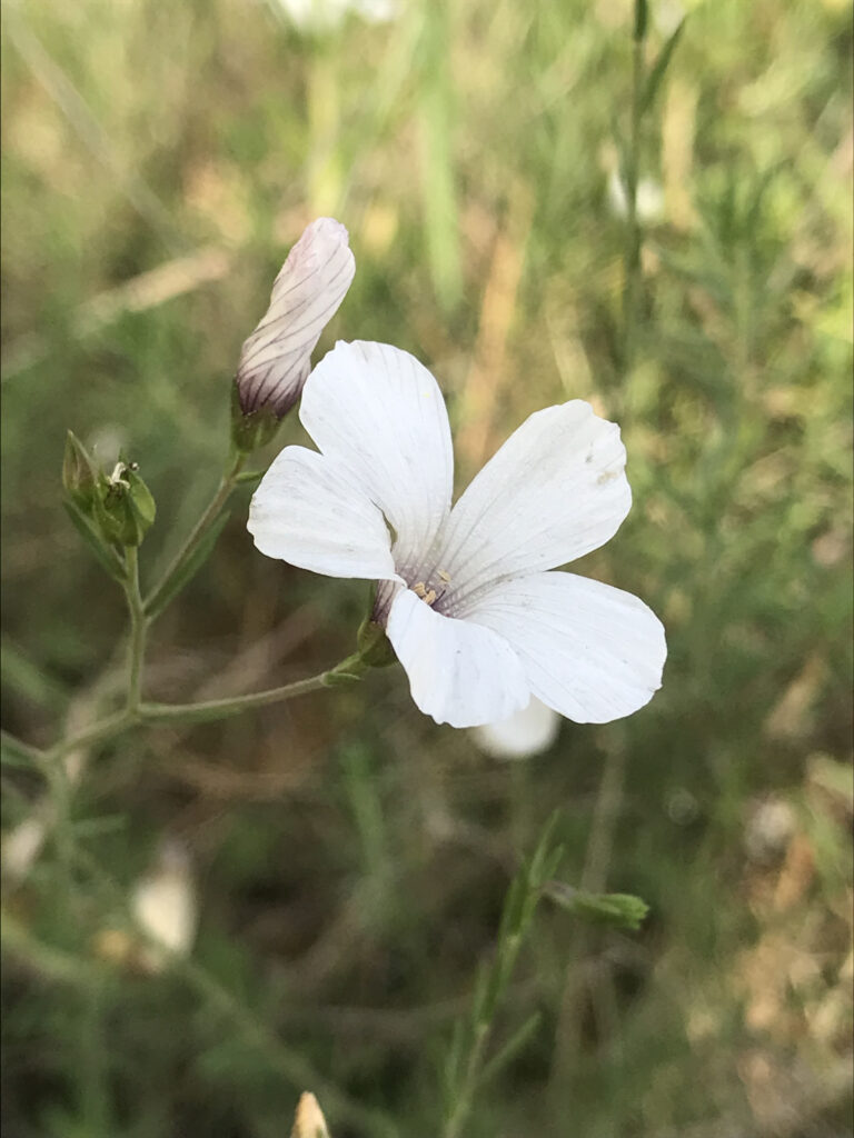 Linum tenuifolium