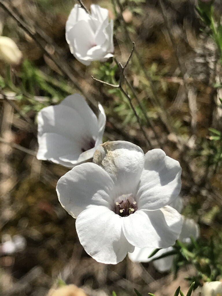 Linum tenuifolium