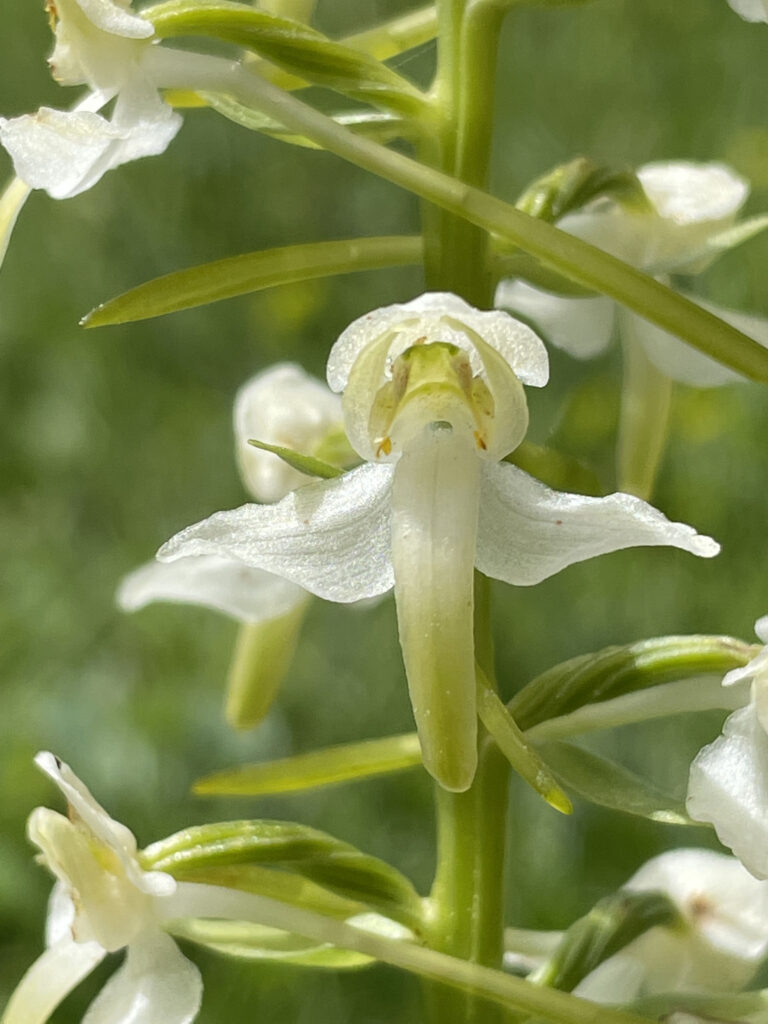 Platanthera clorantha