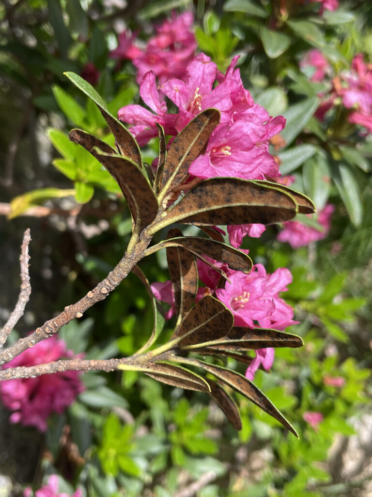 Rhododendron ferrugineum