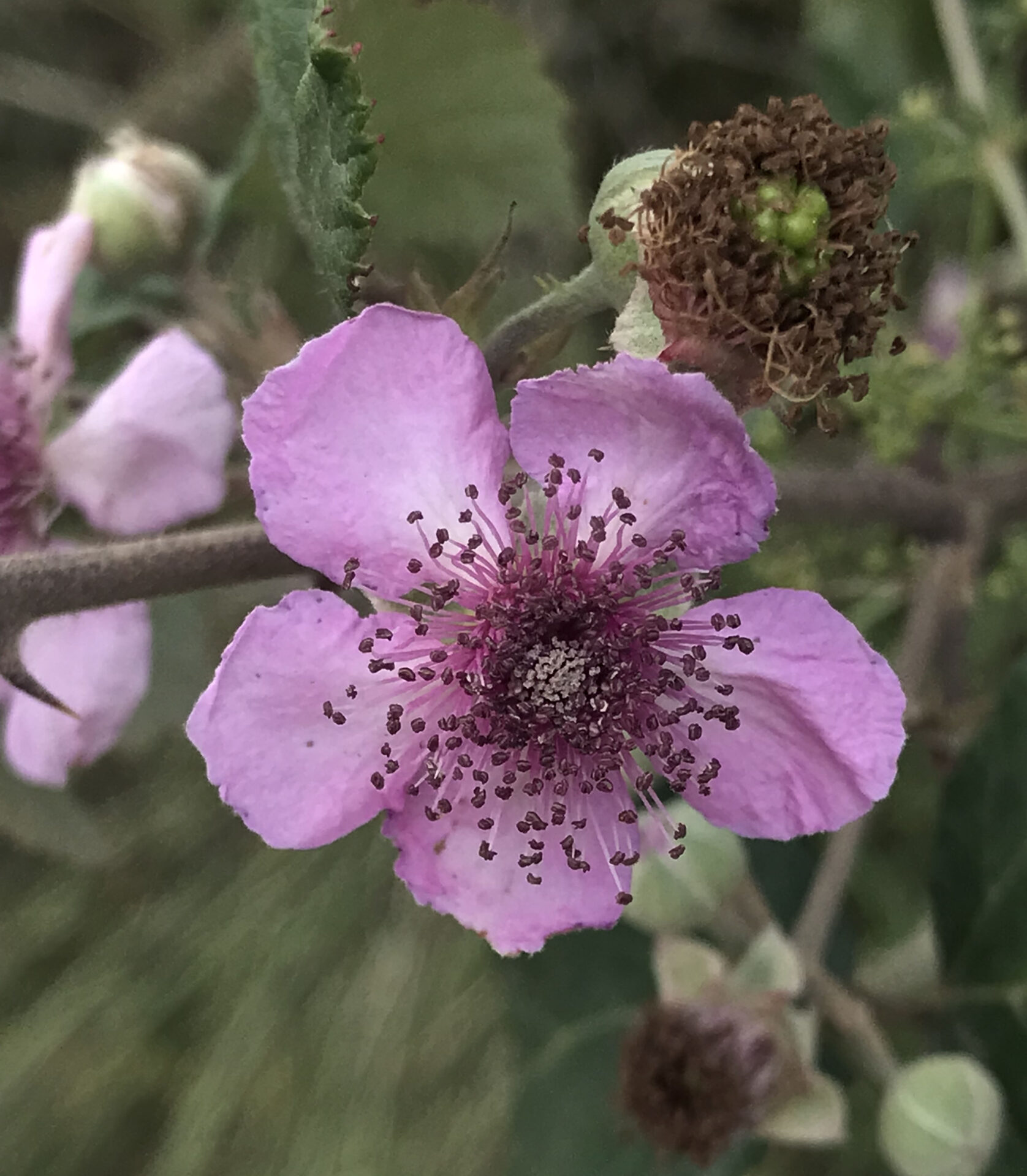 Rubus ulmifolius