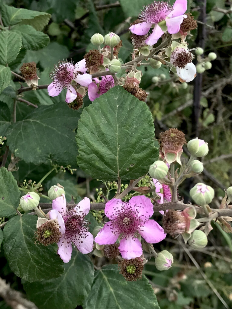 Rubus ulmifolius