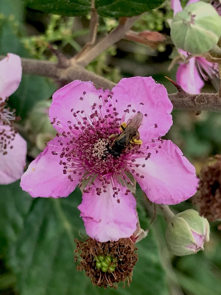 Rubus ulmifolius