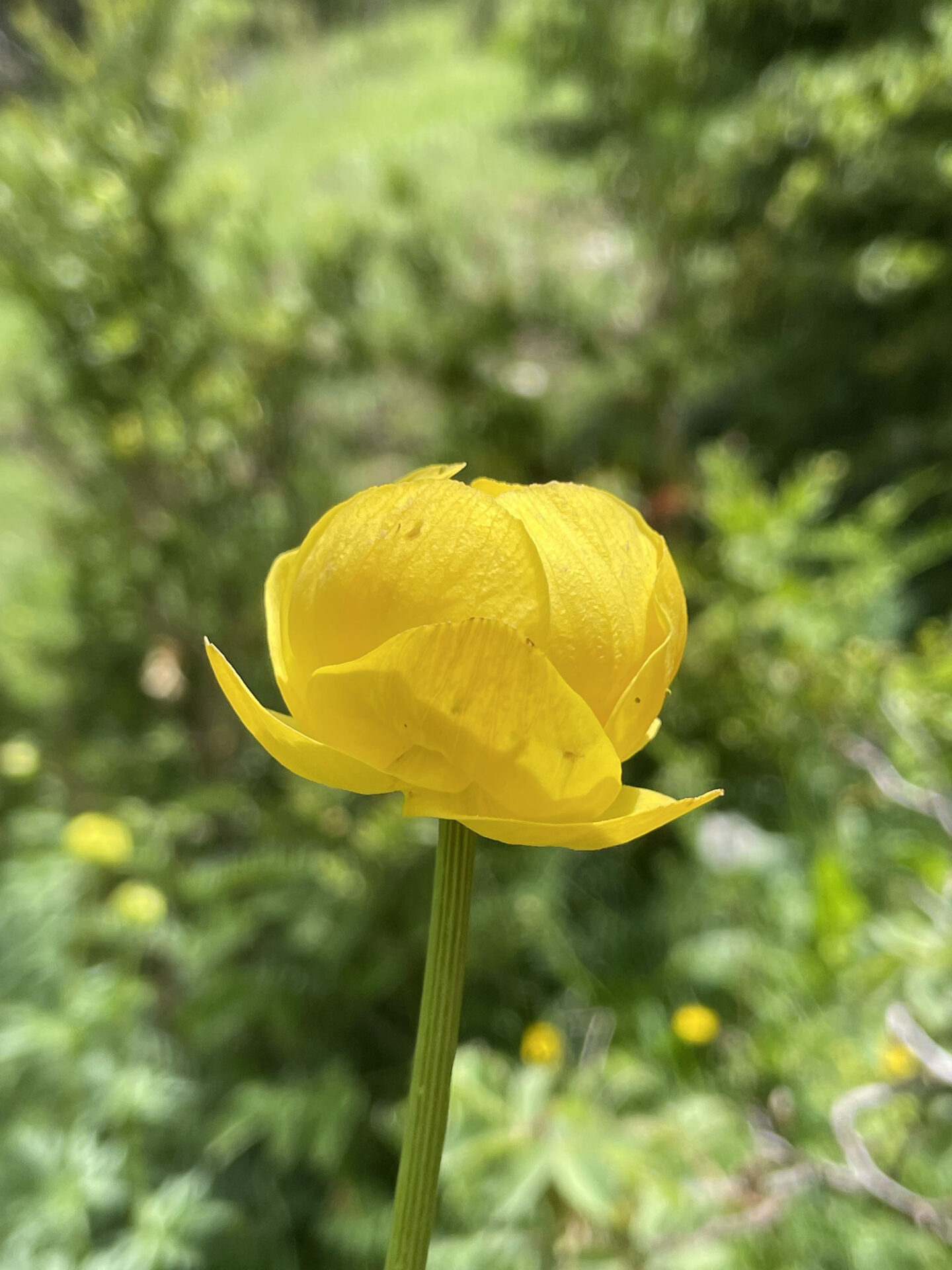 Trollius europaeus