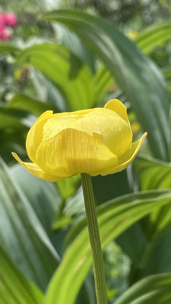 Trollius europaeus