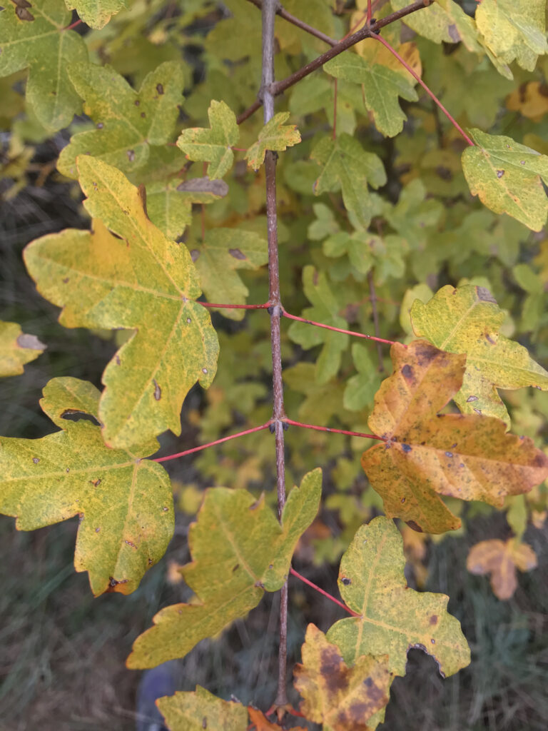 Acer monspessulanum