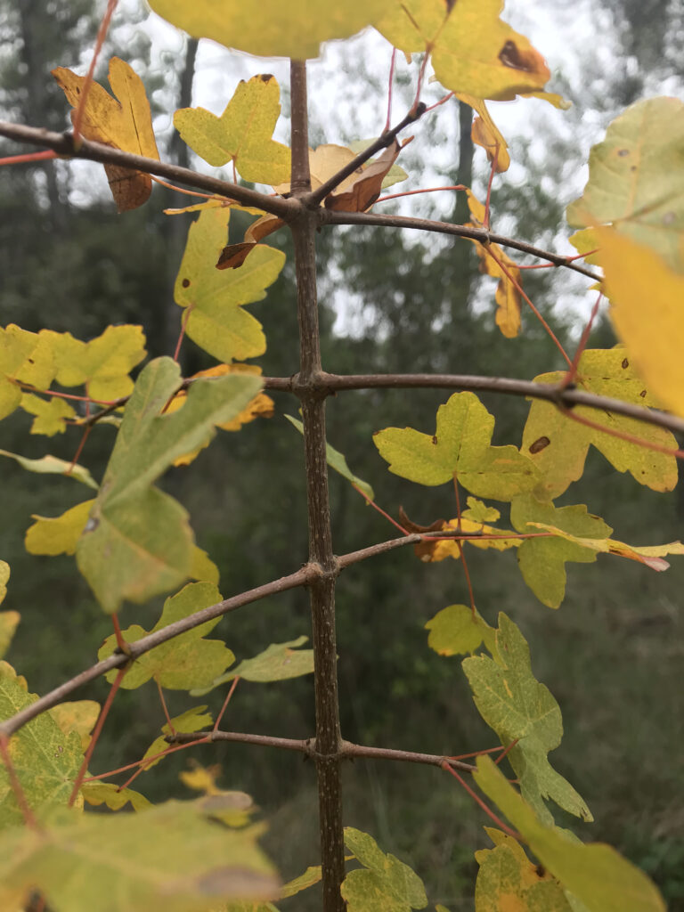 Acer monspessulanum