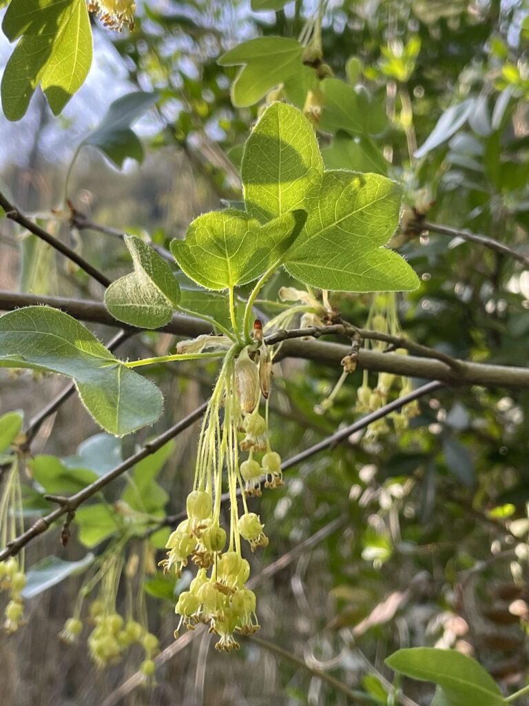 Acer monspessulanum