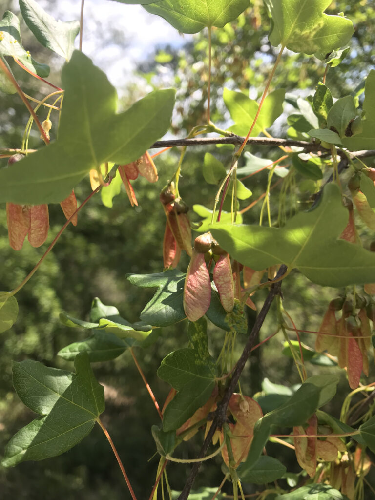 Acer monspessulanum