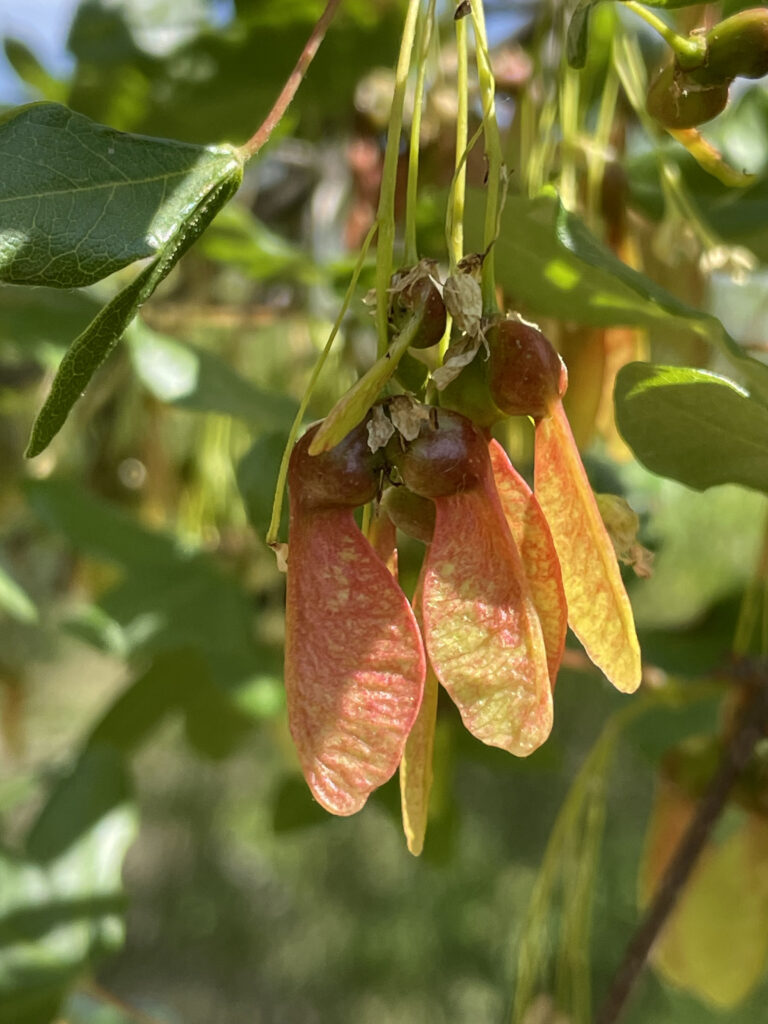 Acer monspessulanum