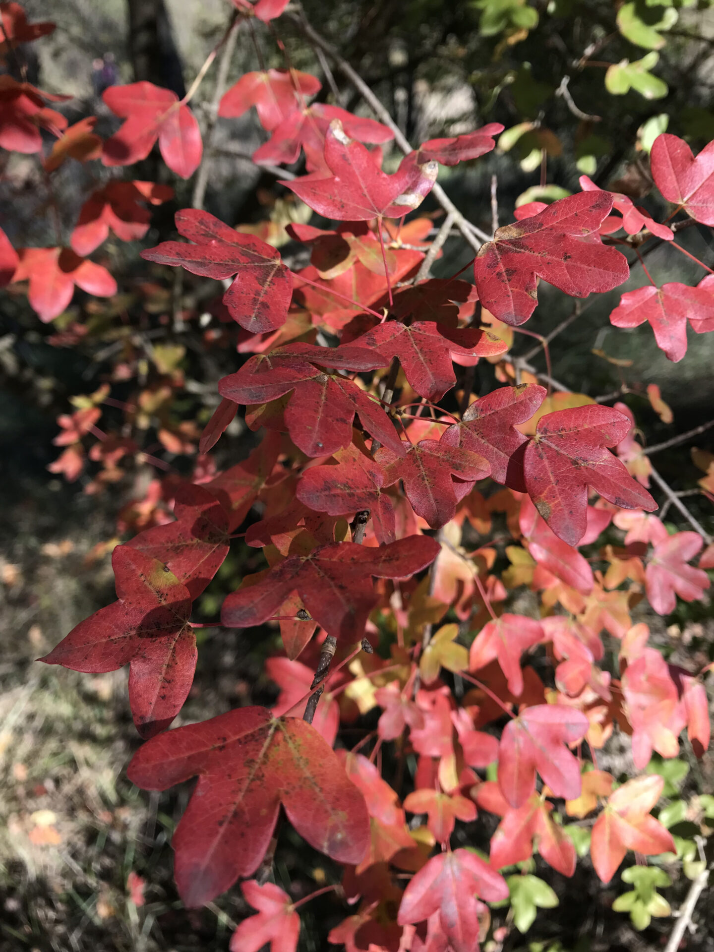 Acer monspessulanum