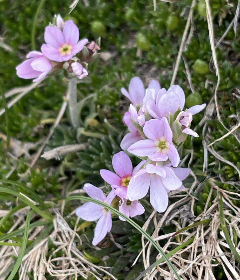 Androsace carnea subsp. rosea