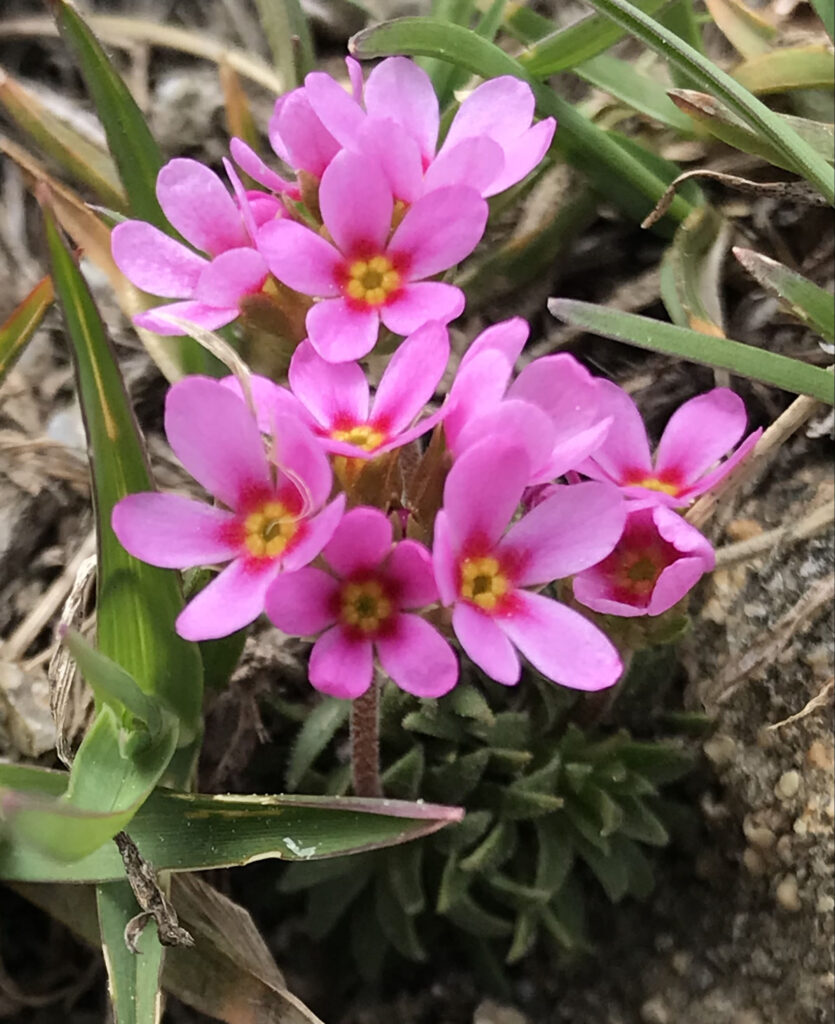 Androsace carnea subsp.rosea