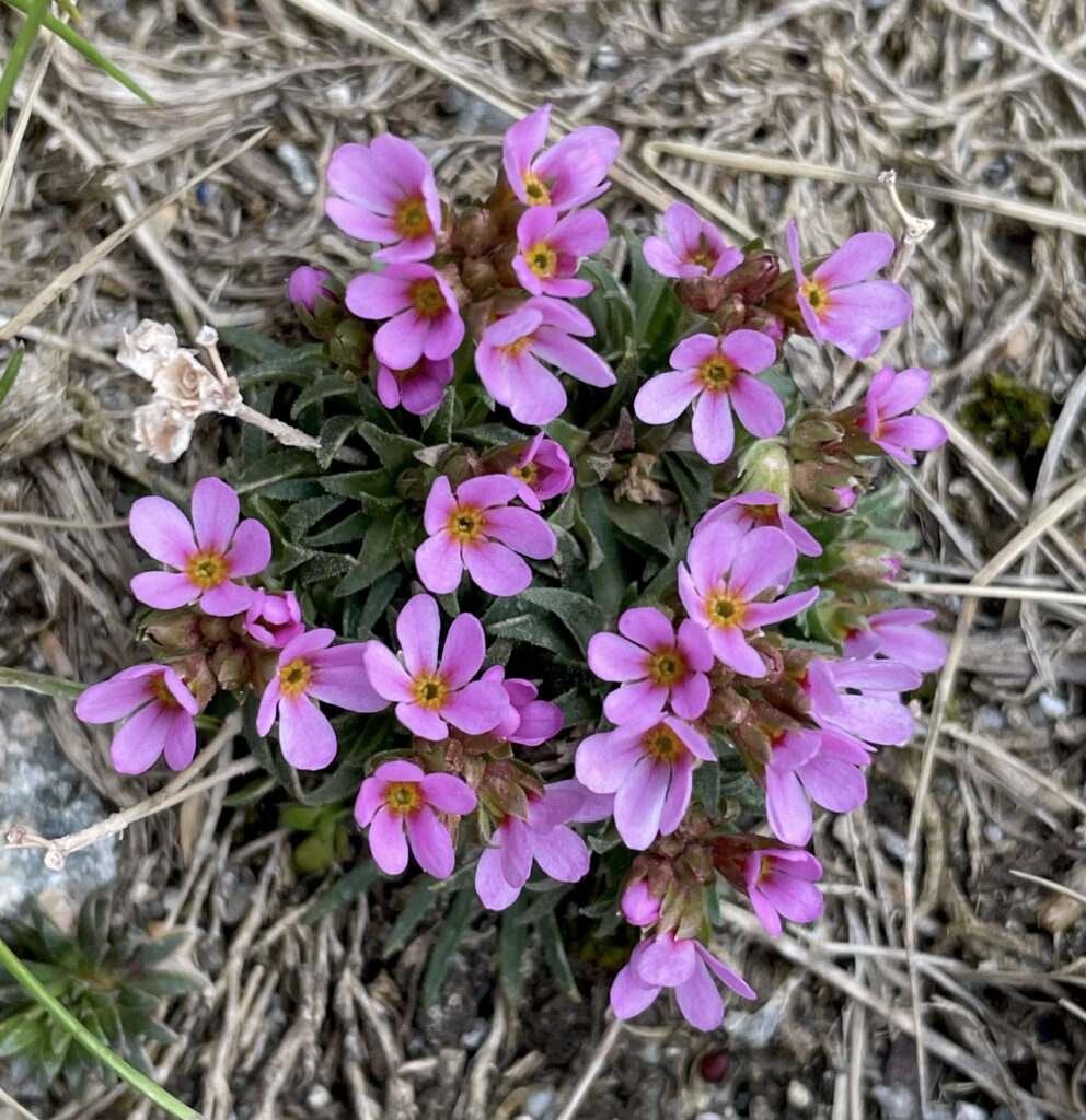 Androsace carnea subsp.rosea