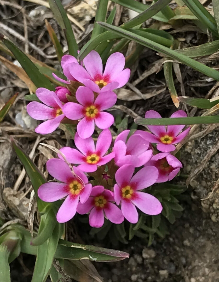 Androsace carnea subsp.rosea